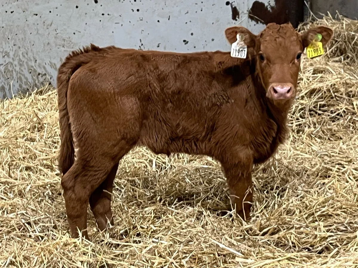 Super U Grade Suckler Bred Heifer Calves - Image 1