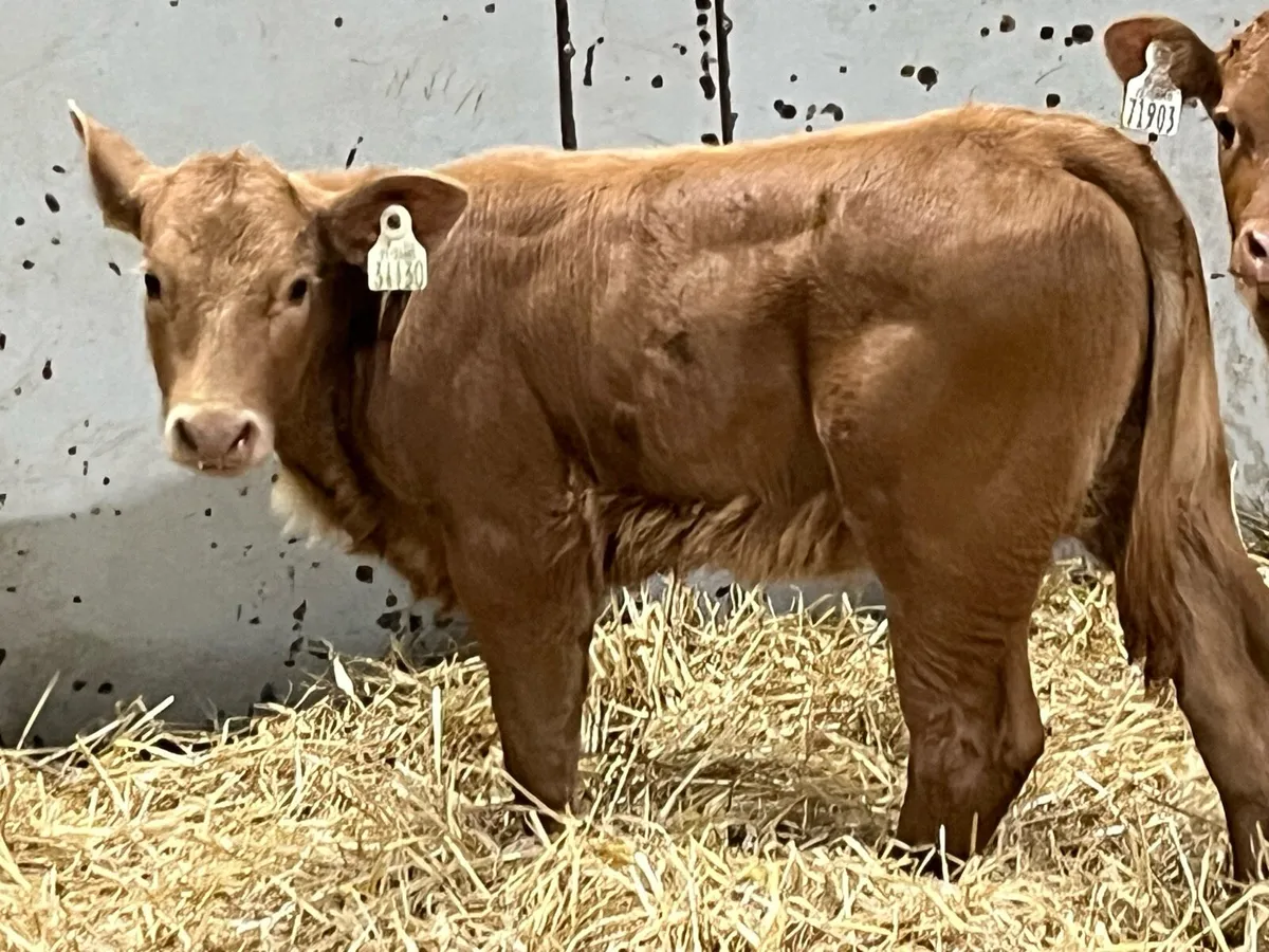 Super U Grade Suckler Bred Heifer Calves - Image 3