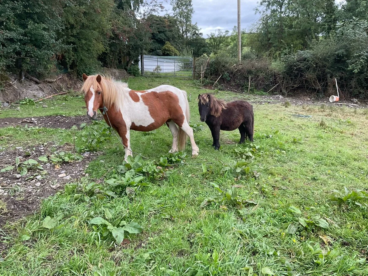 Falabella ponies for sale - Image 1