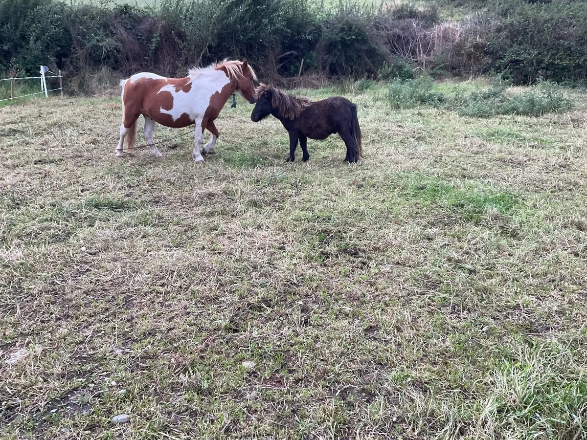 Falabella ponies for sale - Image 3