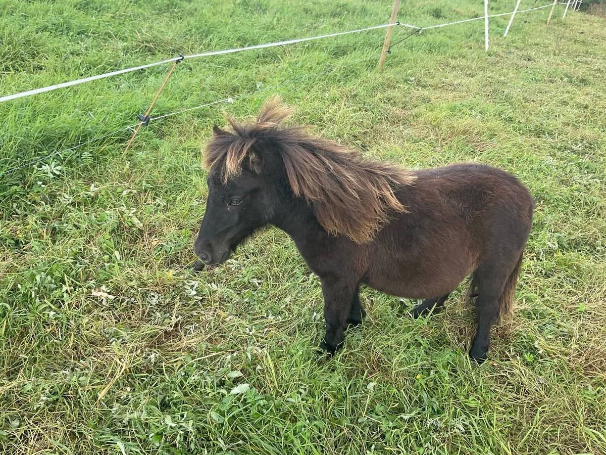 Falabella ponies for sale - Image 4