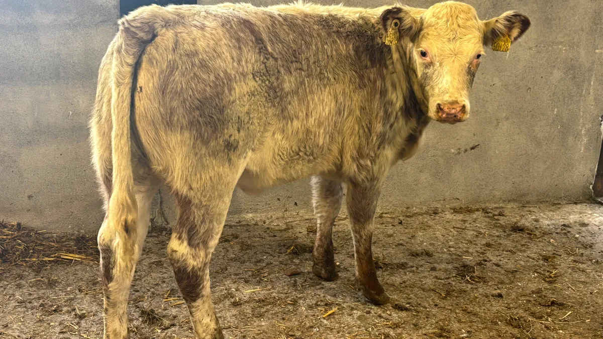 ⭐️Red Roan Strawberry Heifer Wealing⭐️ - Image 3