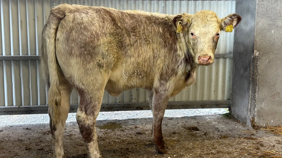 ⭐️Red Roan Strawberry Heifer Wealing⭐️ - Image 1