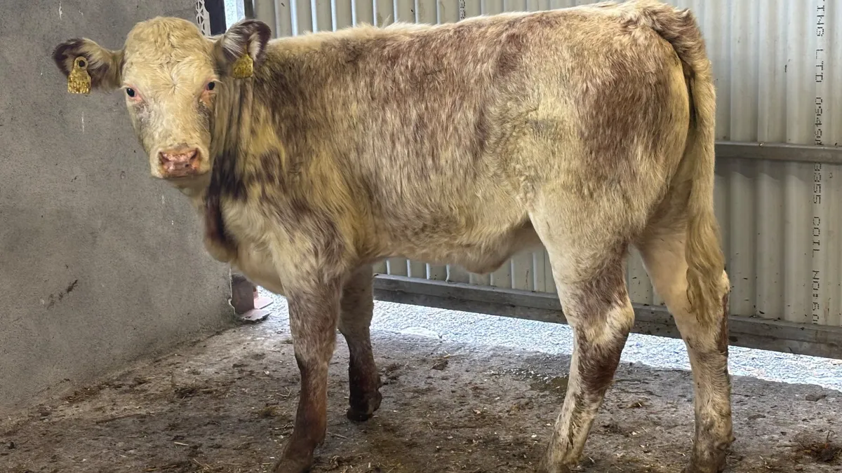 ⭐️Red Roan Strawberry Heifer Wealing⭐️ - Image 2