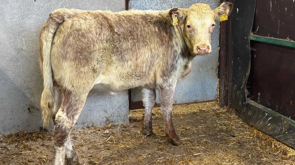 ⭐️Red Roan Strawberry Heifer Wealing⭐️ - Image 4