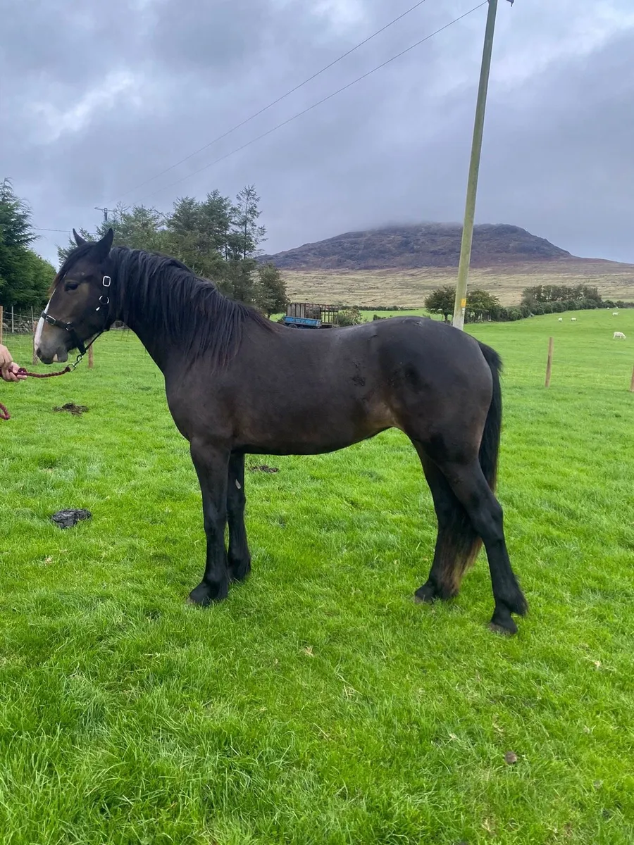 Filly 2 year old - Image 1
