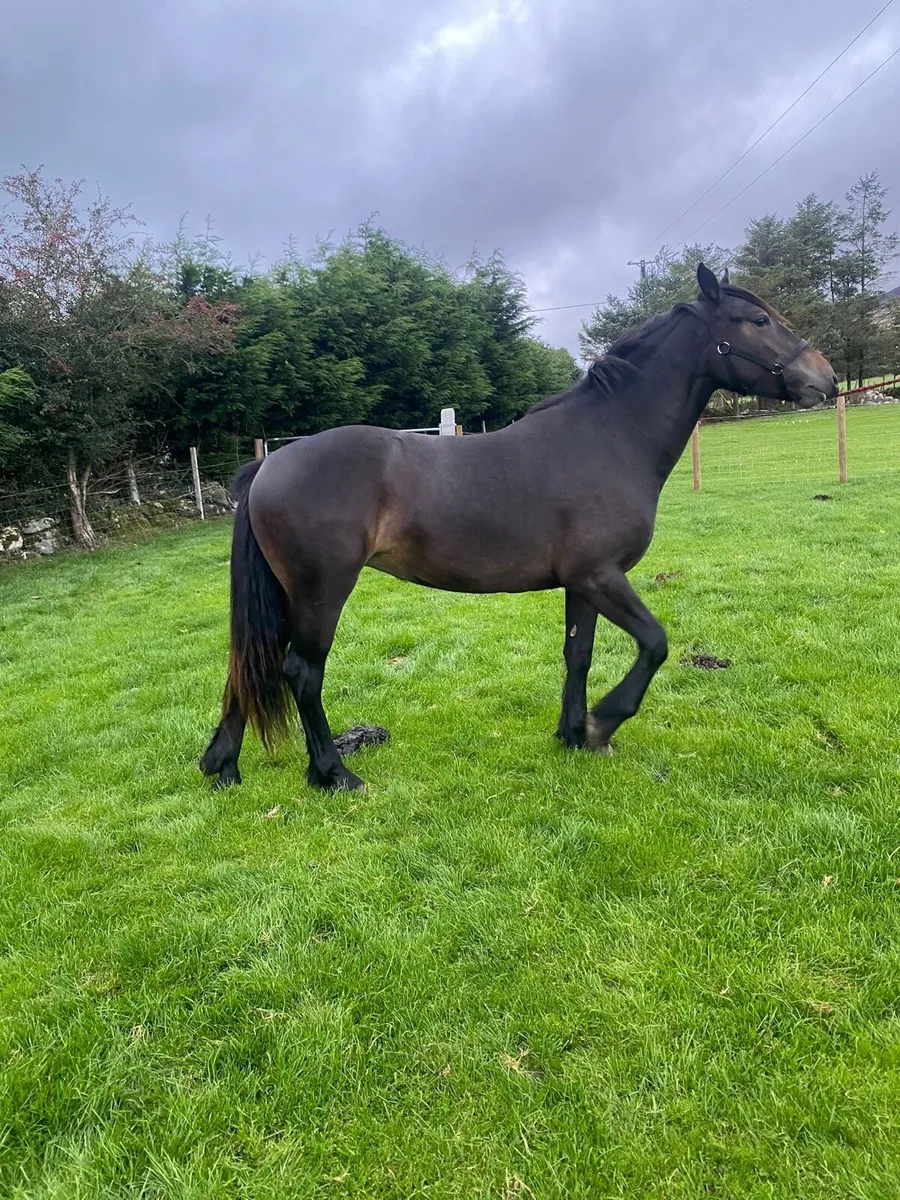 Filly 2 year old - Image 2