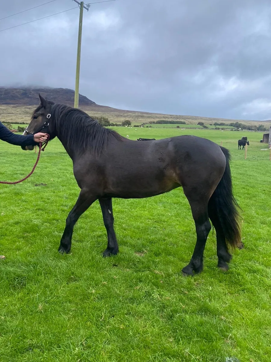 Filly 2 year old - Image 3