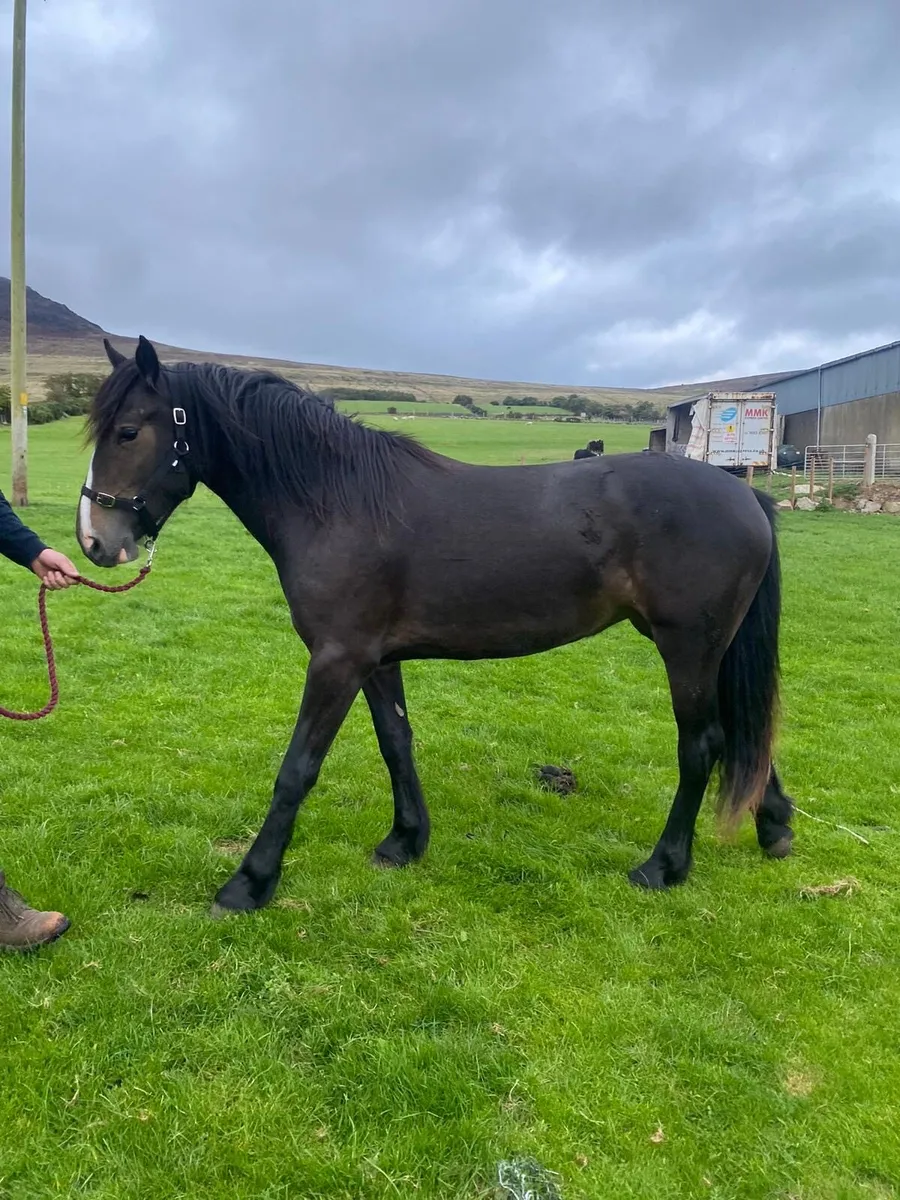 Filly 2 year old - Image 4