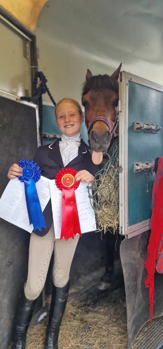 12hh top quality British riding pony - Image 4