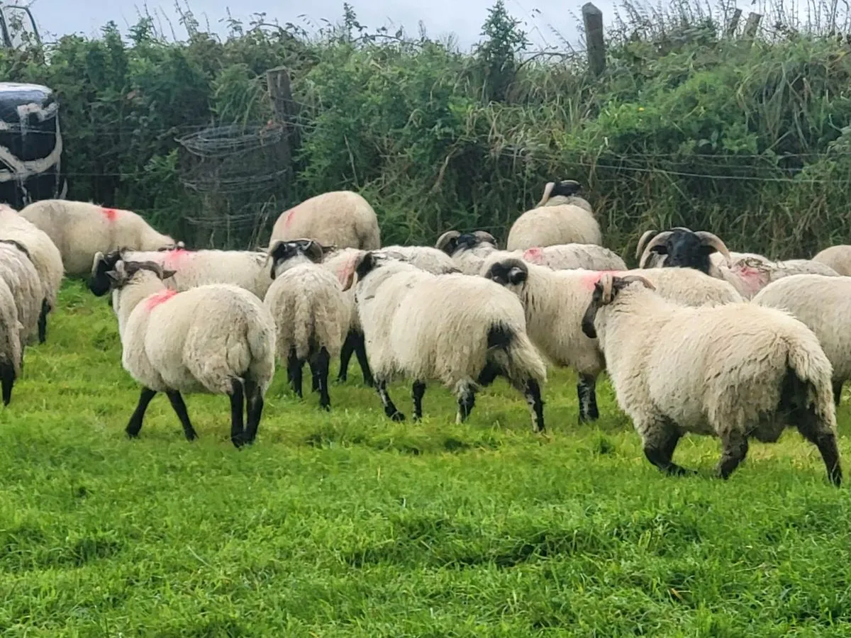 Ram Lambs - Image 1