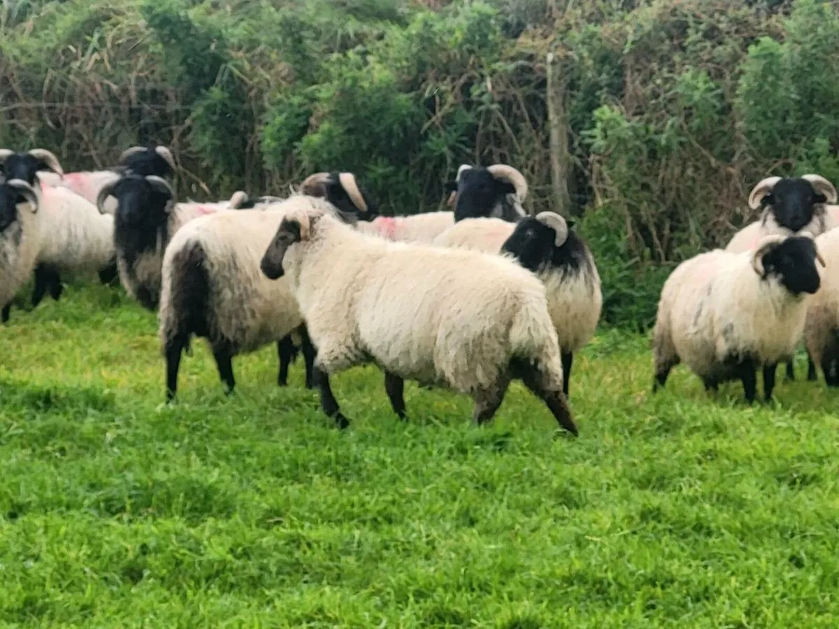 Ram Lambs - Image 2