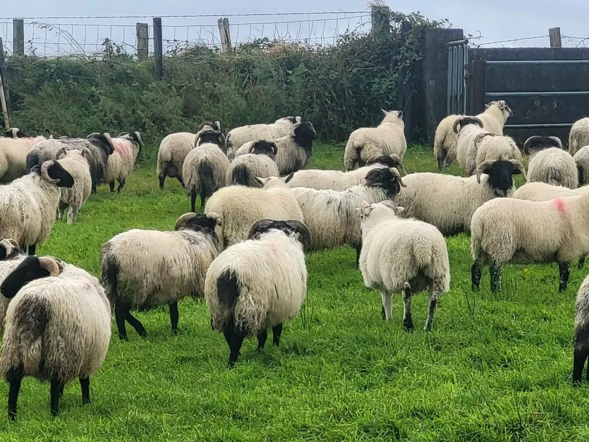 Ram Lambs - Image 3