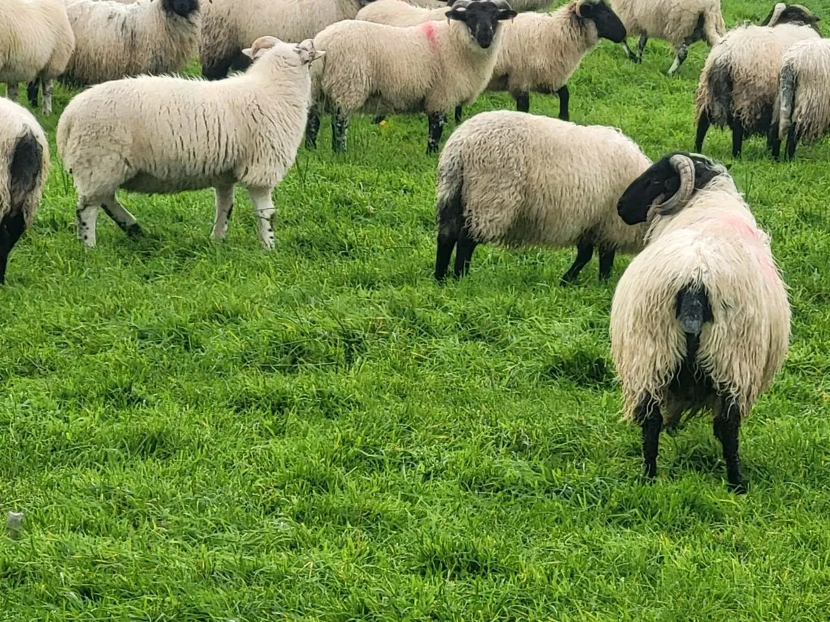 Ram Lambs - Image 4