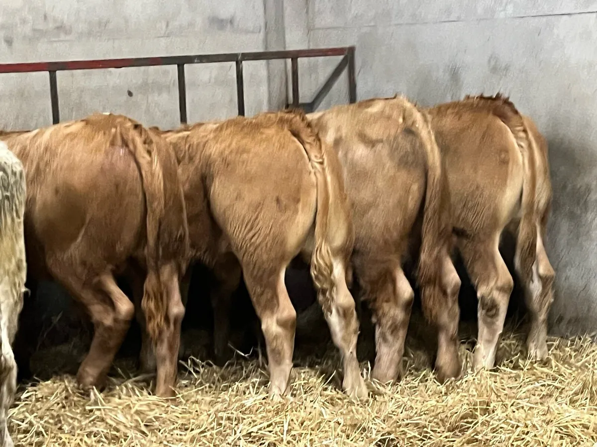 Super 350Kg CH & LIM Bull Weanlings - Image 2
