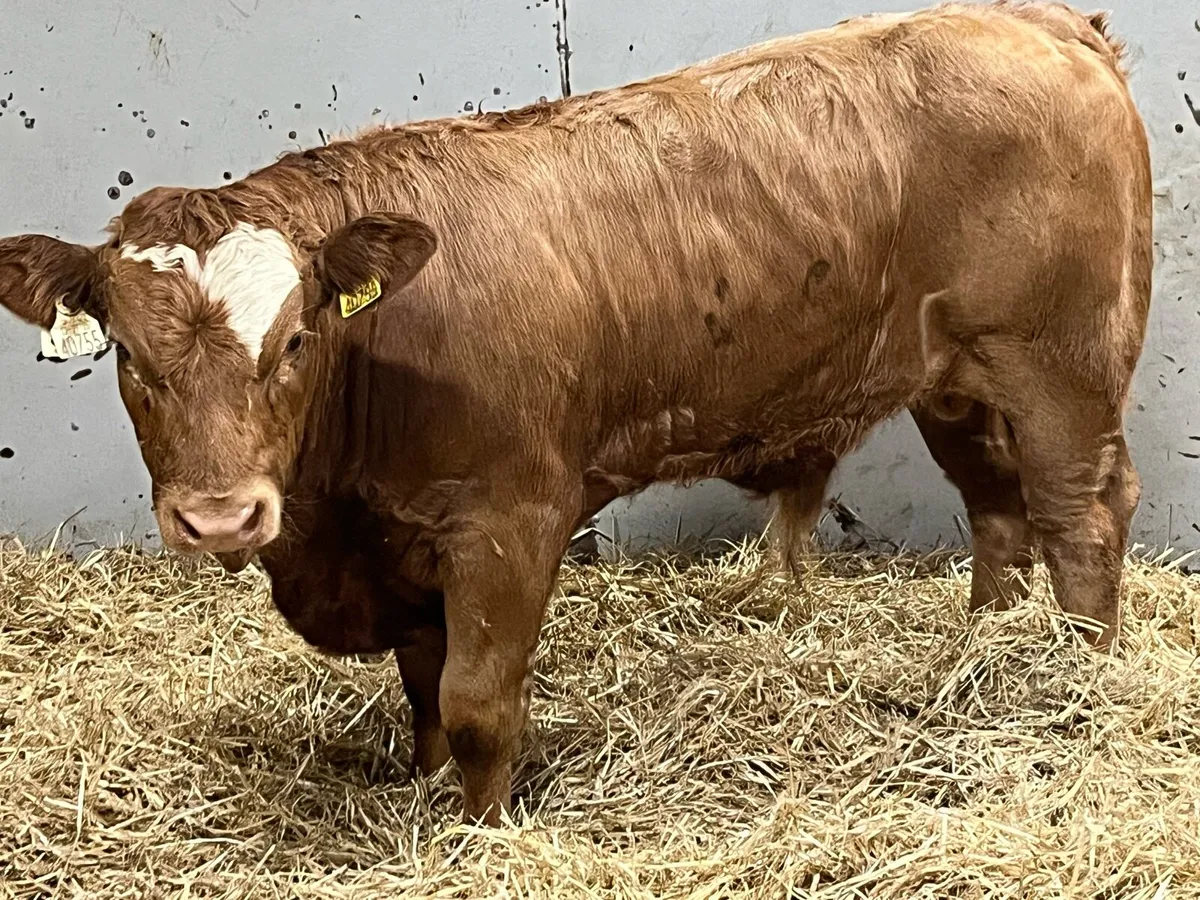 Super 350Kg CH & LIM Bull Weanlings - Image 3