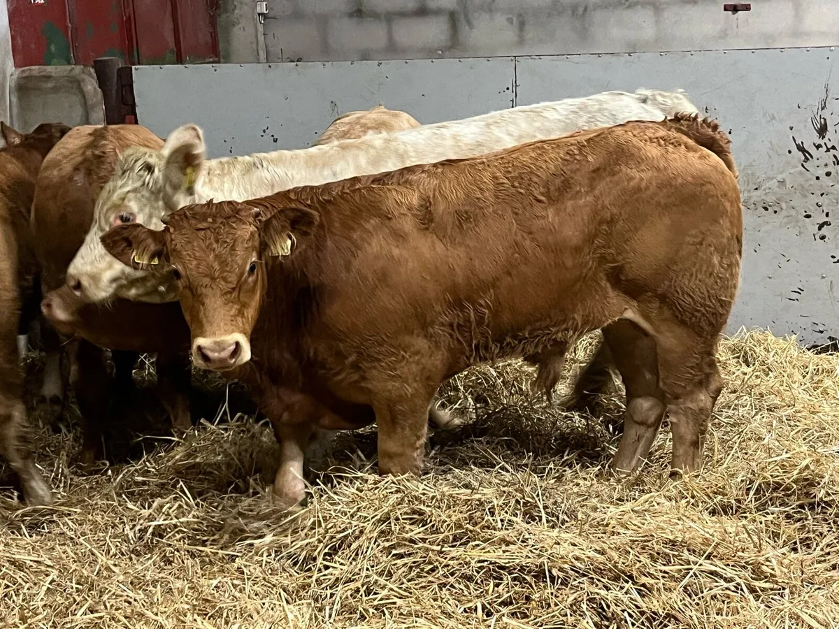 Super 350Kg CH & LIM Bull Weanlings - Image 1