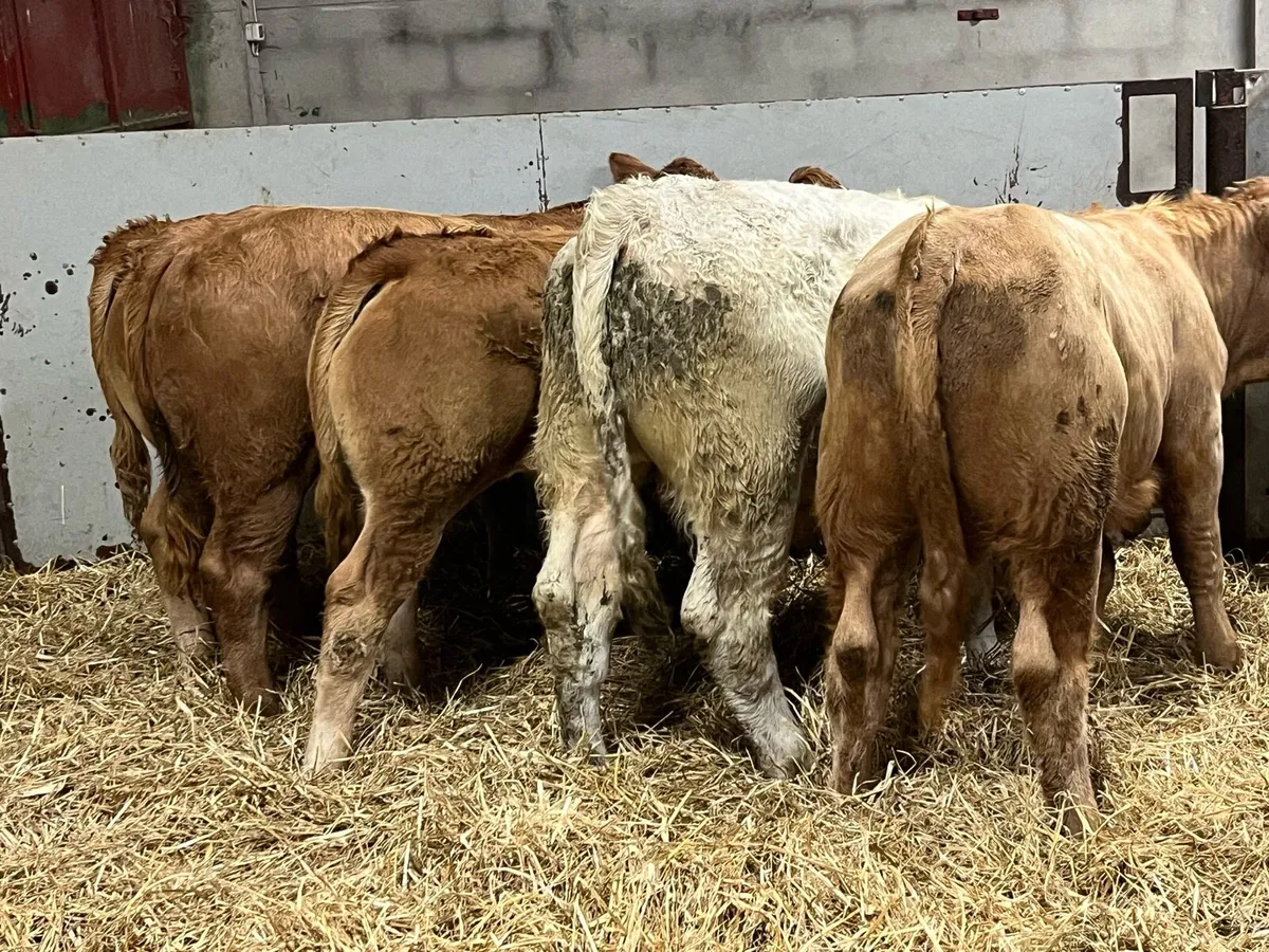 Super 350Kg CH & LIM Bull Weanlings - Image 4