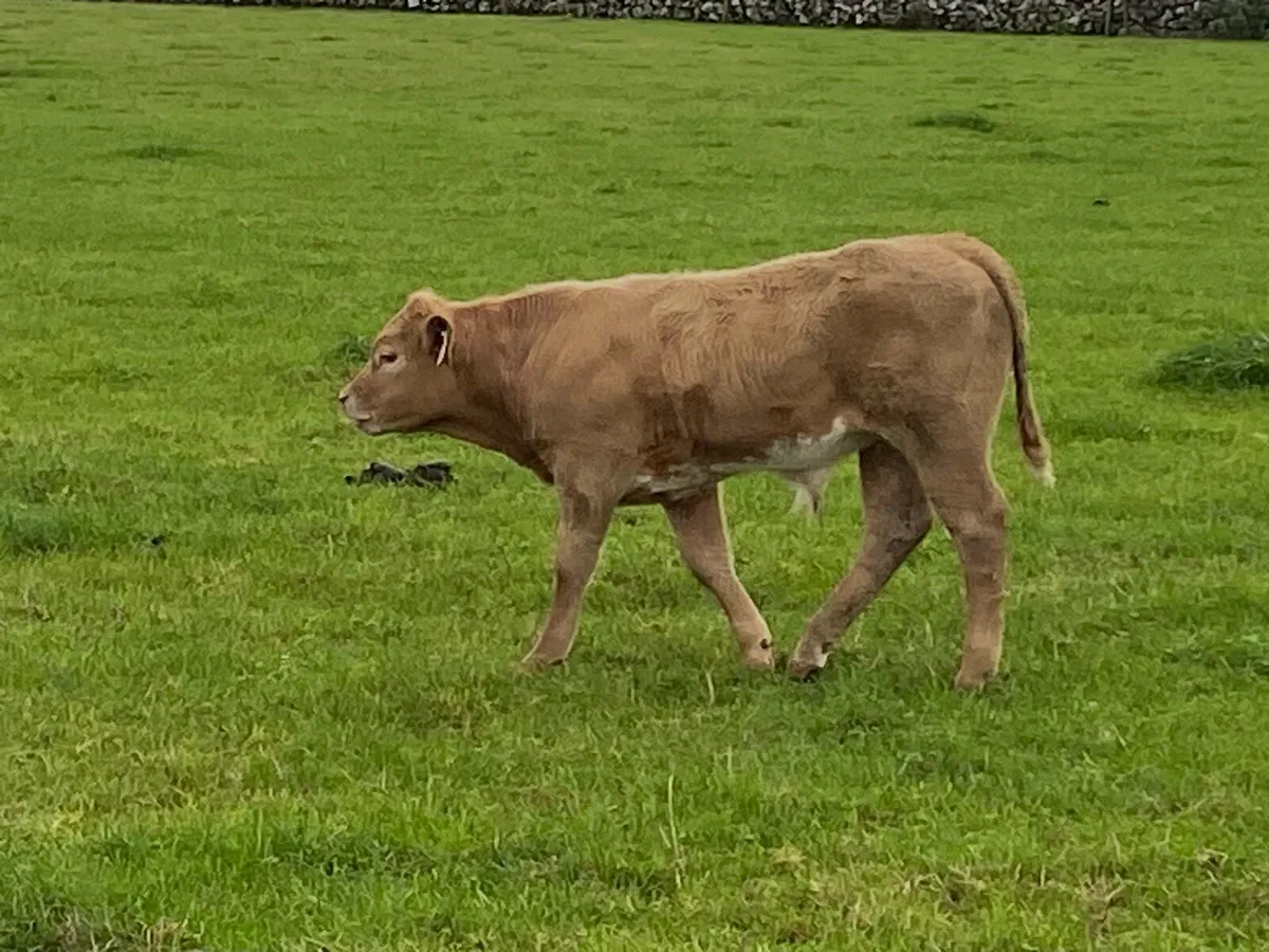 LM cow and AI Charolais Bull calf - Image 1