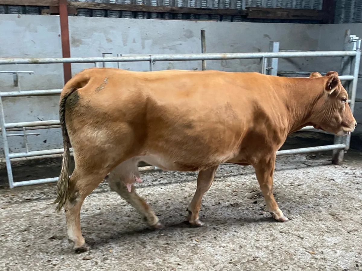 LM cow and AI Charolais Bull calf - Image 2