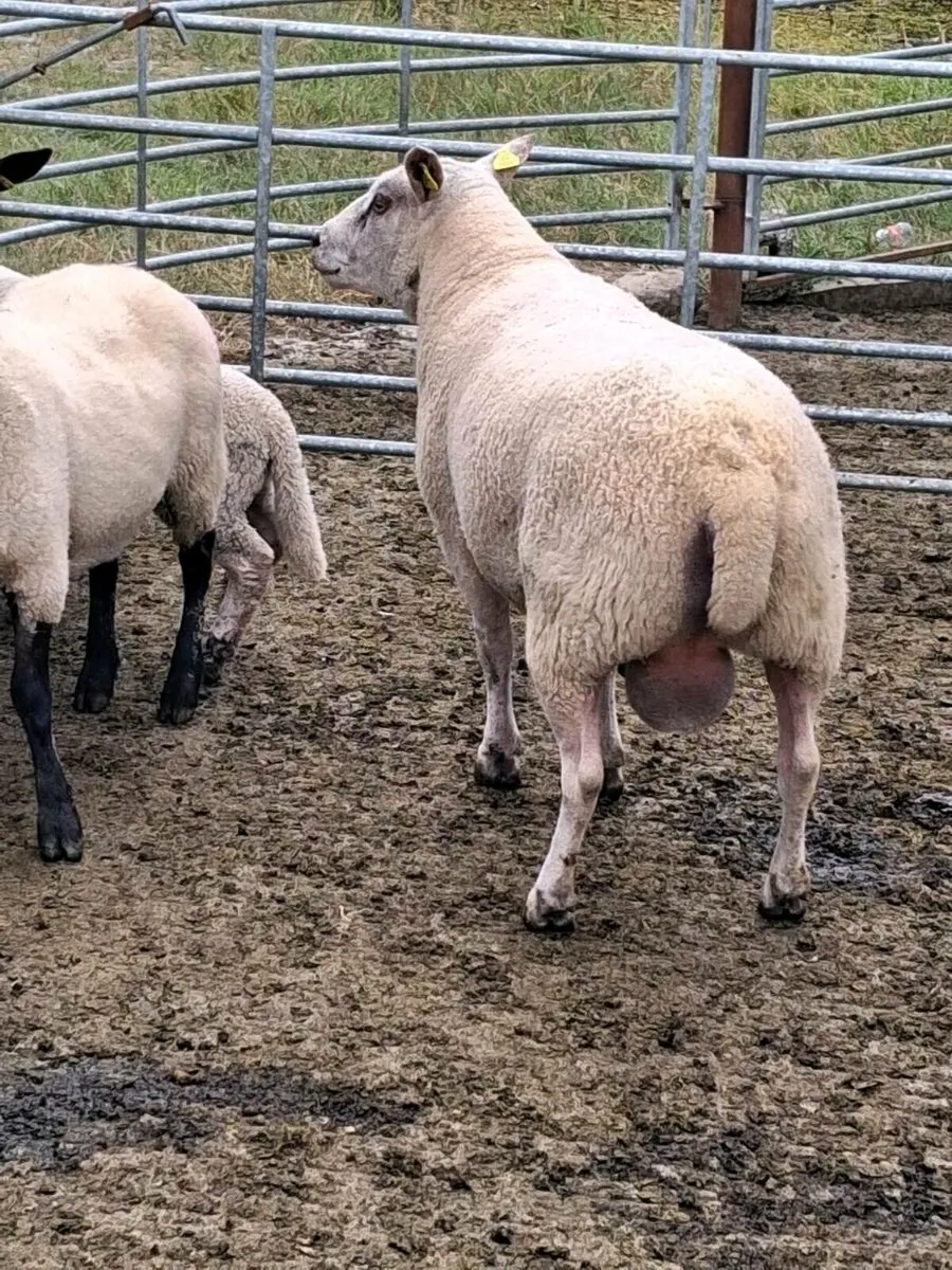 Ram for sale - Image 3
