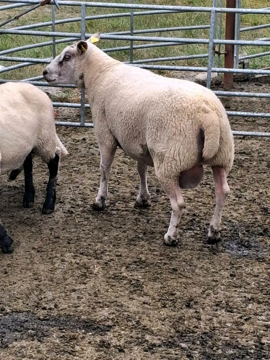 Ram for sale - Image 1