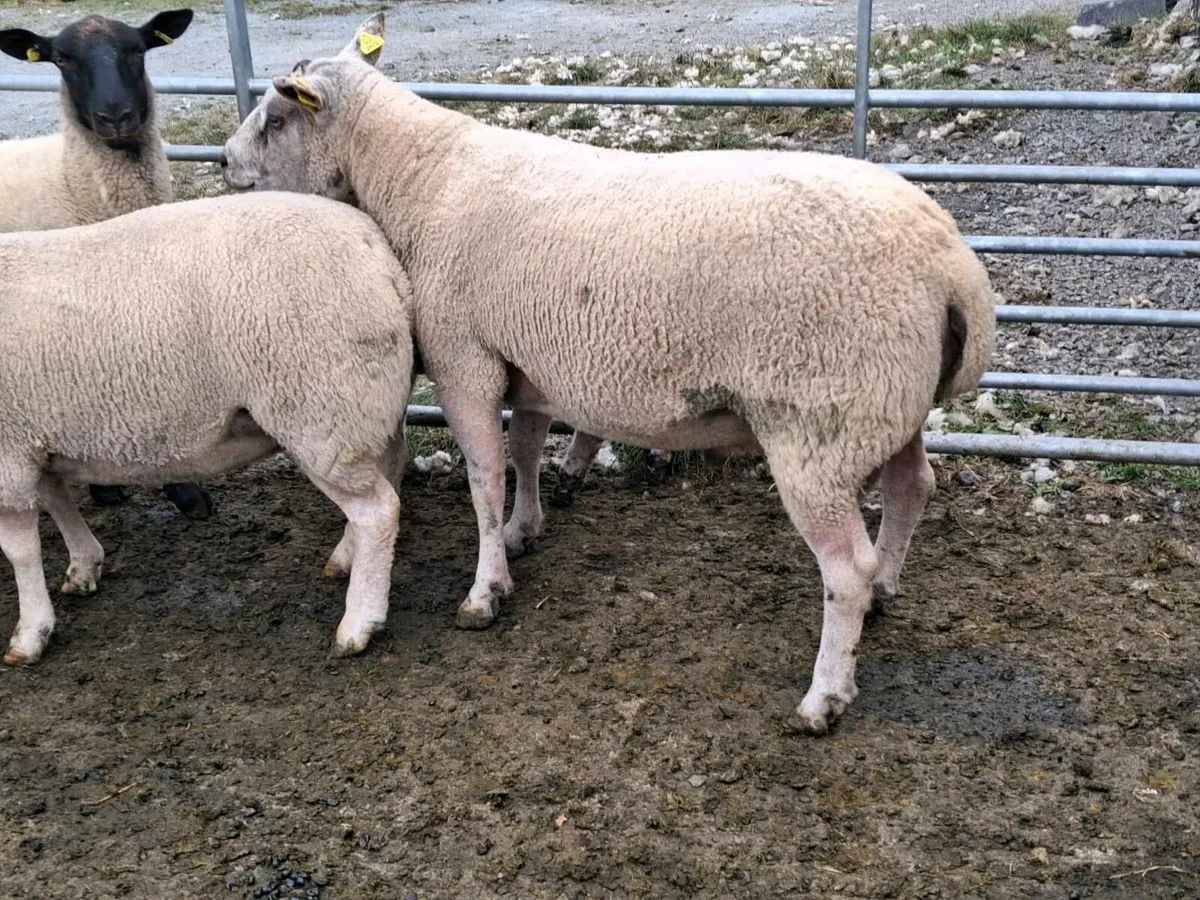 Ram for sale - Image 4