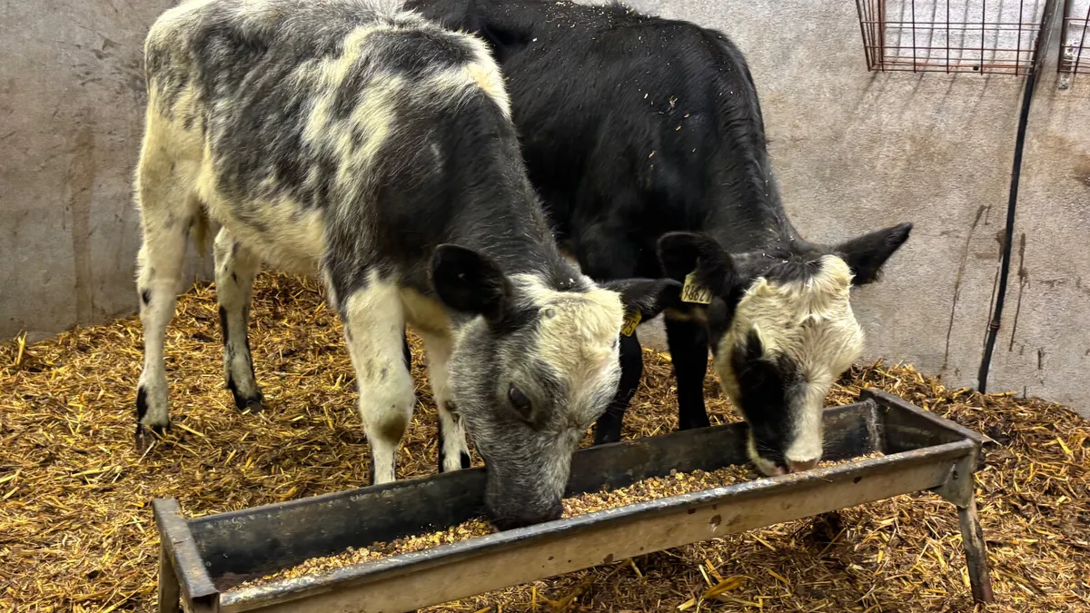 ⭐️ 2 Belgian Blue Heifer Wealings ⭐️ - Image 4