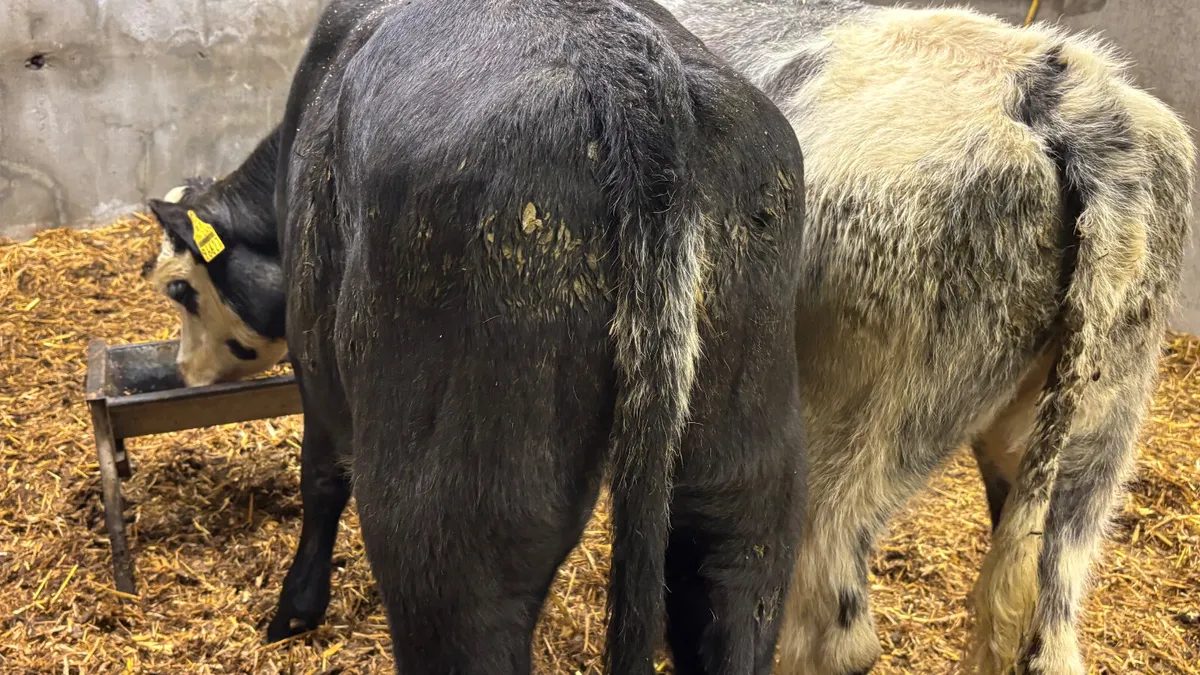 ⭐️ 2 Belgian Blue Heifer Wealings ⭐️ - Image 2