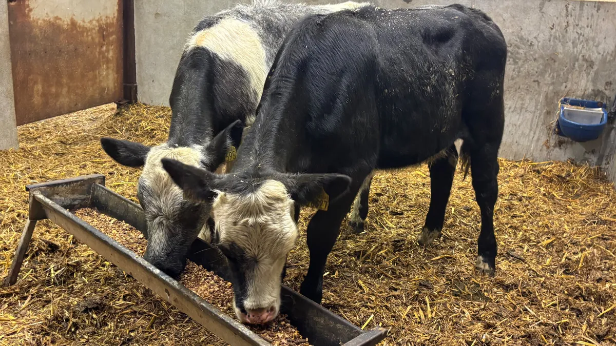 ⭐️ 2 Belgian Blue Heifer Wealings ⭐️ - Image 1