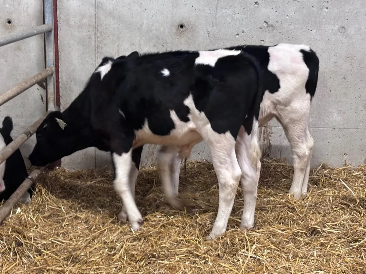 2 British Freisan bull Weanlings for sale - Image 2