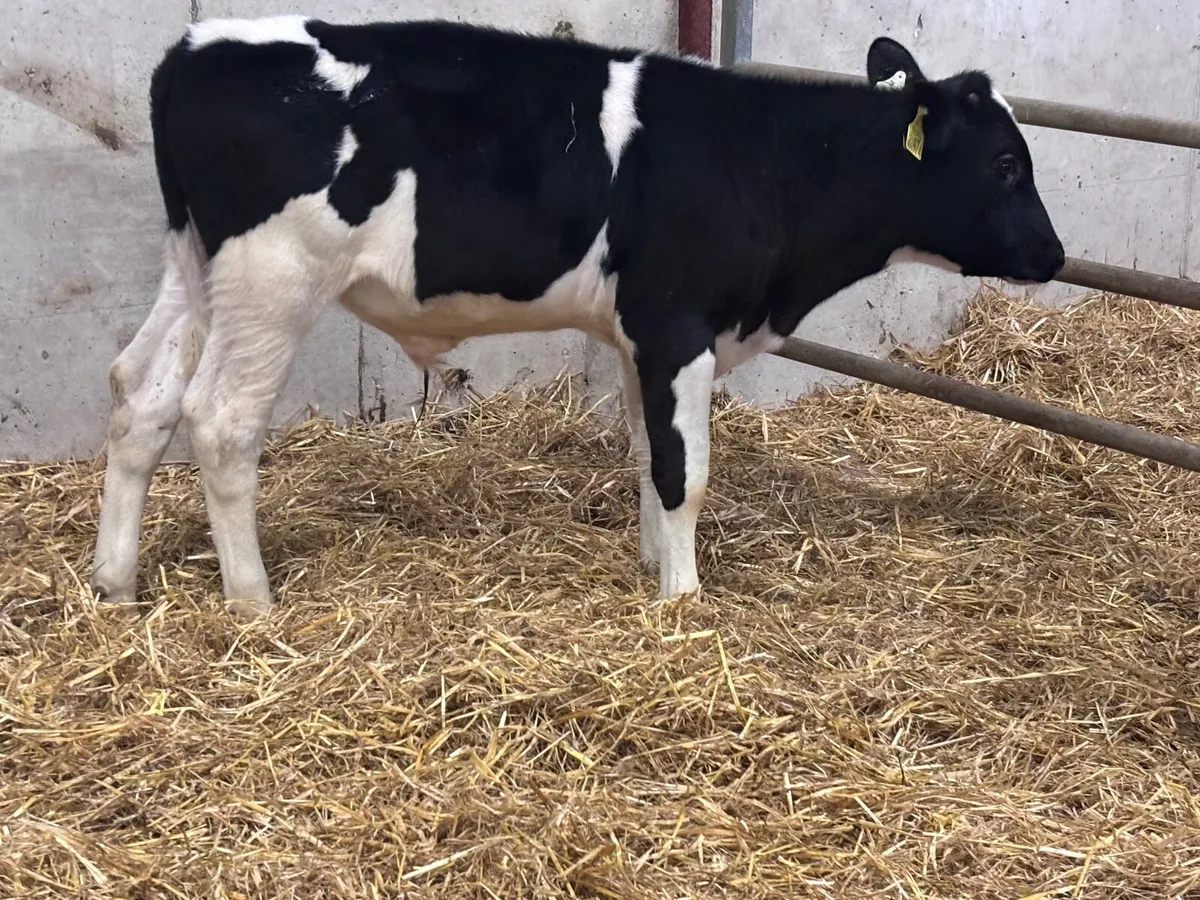 2 British Freisan bull Weanlings for sale - Image 3