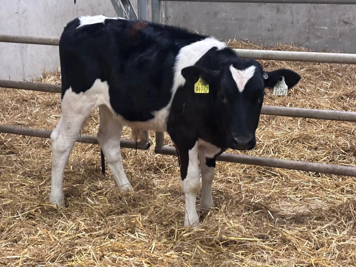 2 British Freisan bull Weanlings for sale - Image 4