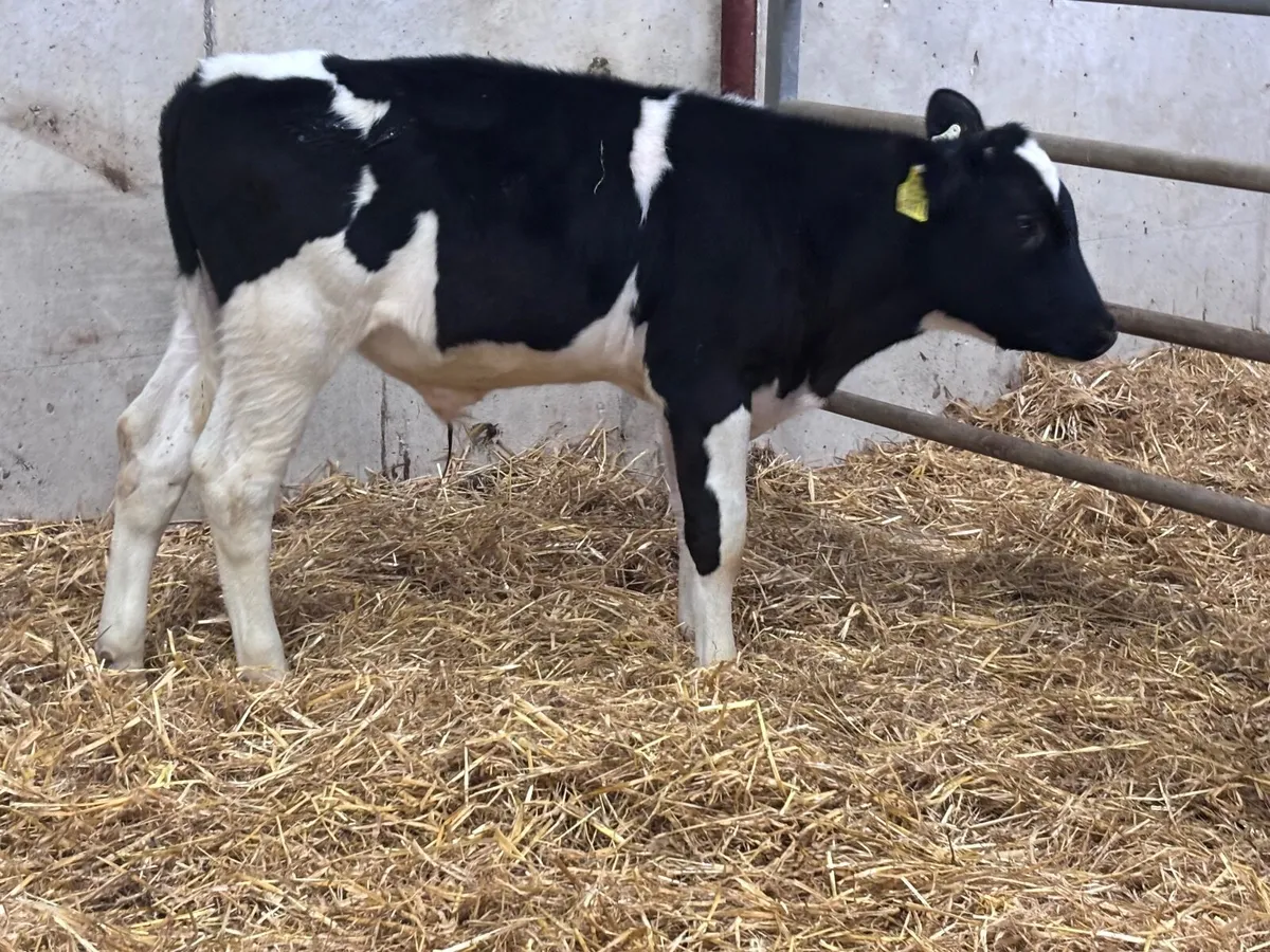 2 British Freisan bull Weanlings for sale - Image 1