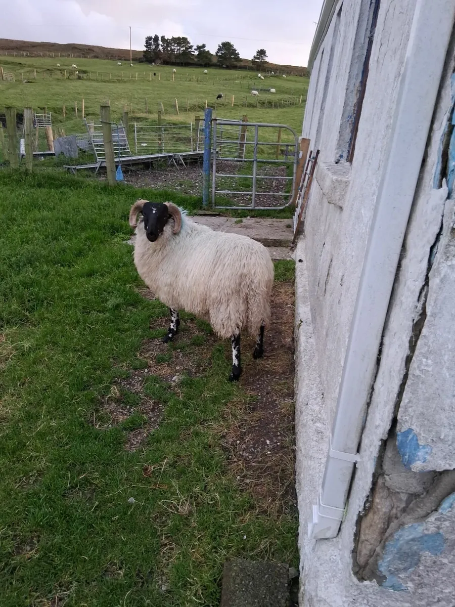 Speckled/brecket head ram lamb for sale. - Image 1