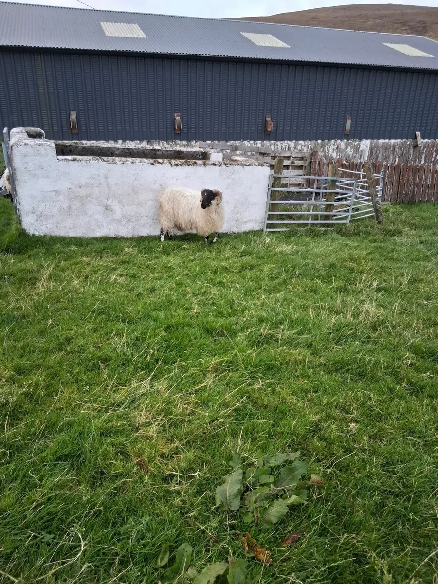 Speckled/brecket head ram lamb for sale. - Image 2