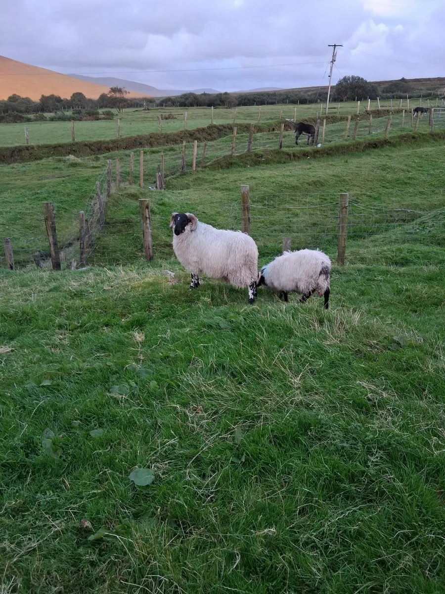 Speckled/brecket head ram lamb for sale. - Image 3