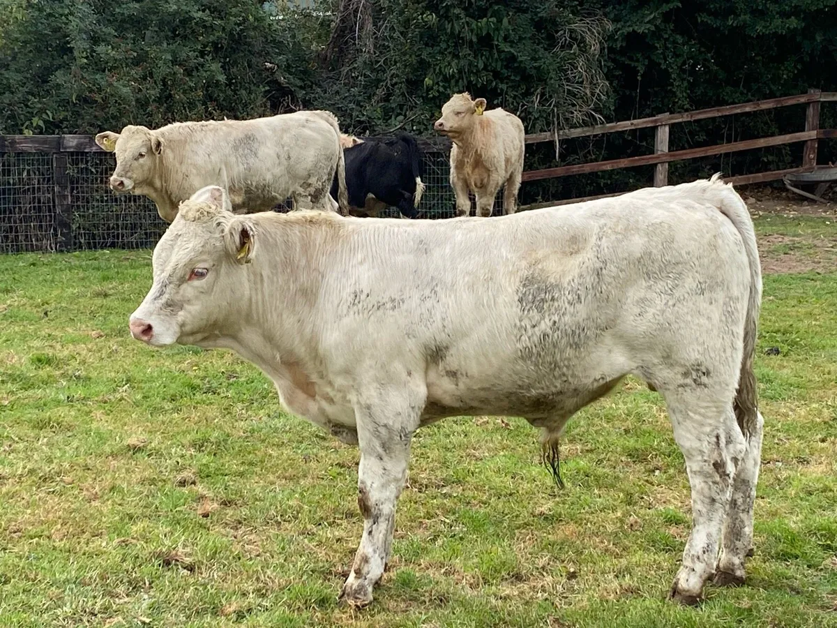 Charolais Bullocks 330kg@ Lissava Livestock - Image 2