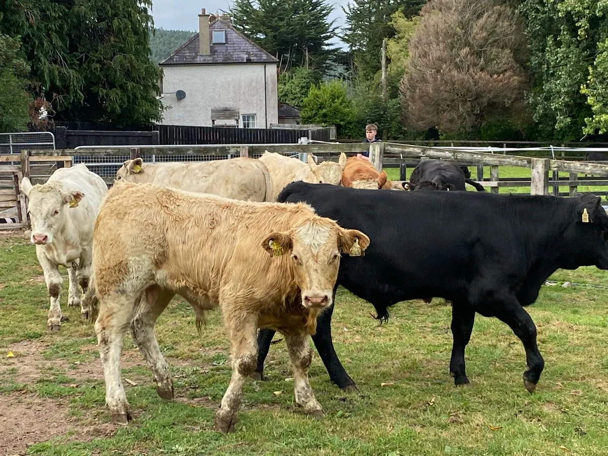Charolais Bullocks 330kg@ Lissava Livestock - Image 3