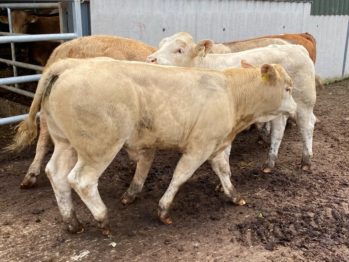 Charolais Bullocks 330kg@ Lissava Livestock - Image 1