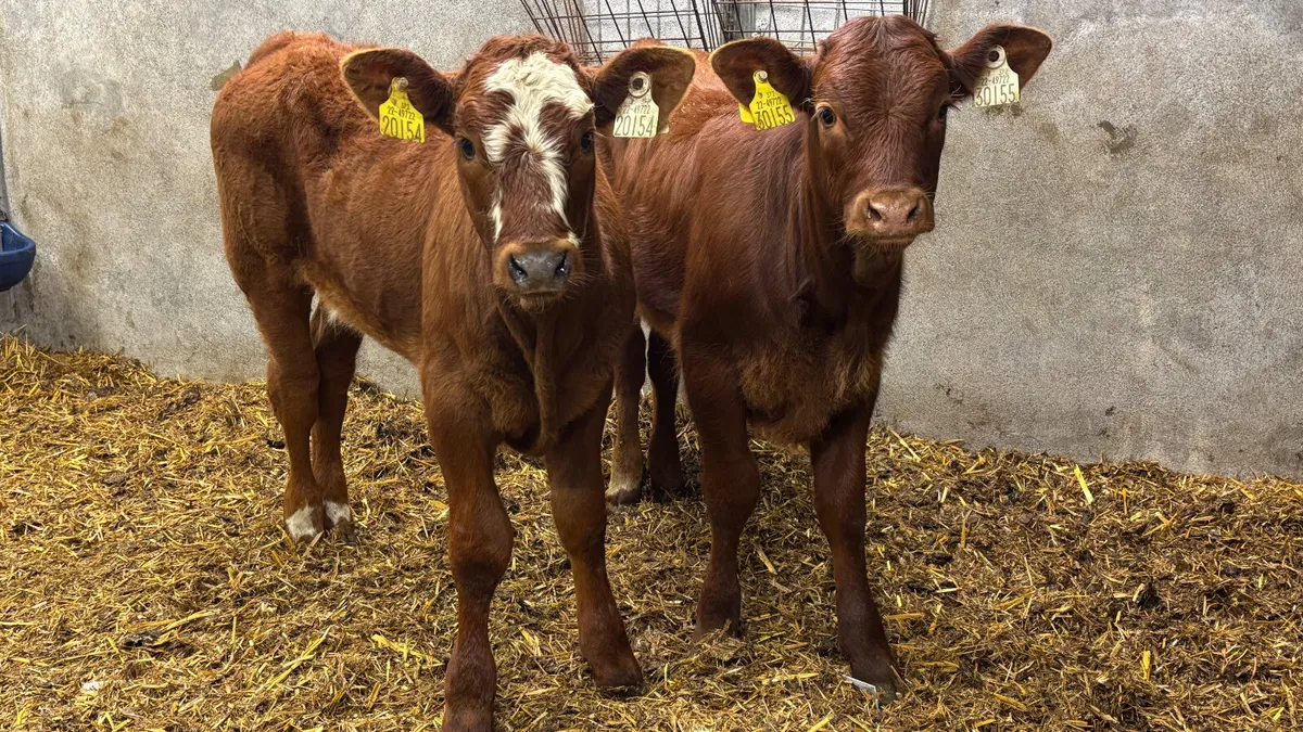 ⭐️ 2 Quality Limousin Heifer Runners ⭐️ - Image 1