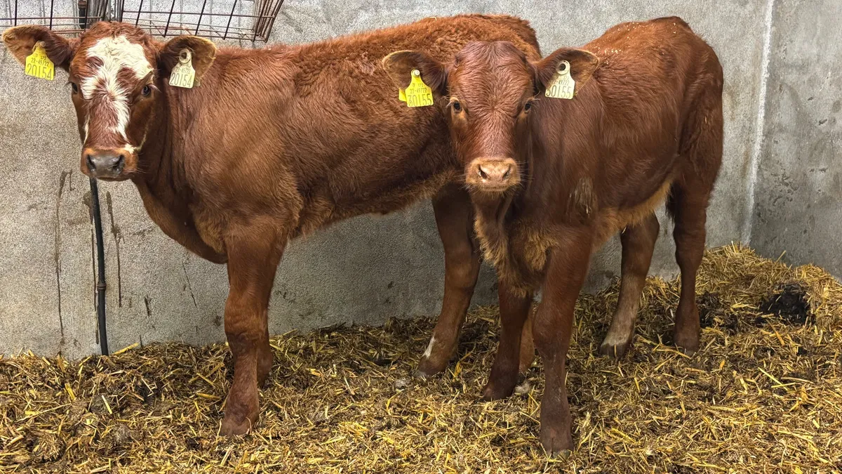 ⭐️ 2 Quality Limousin Heifer Runners ⭐️ - Image 3