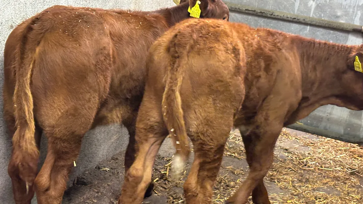⭐️ 2 Quality Limousin Heifer Runners ⭐️ - Image 2