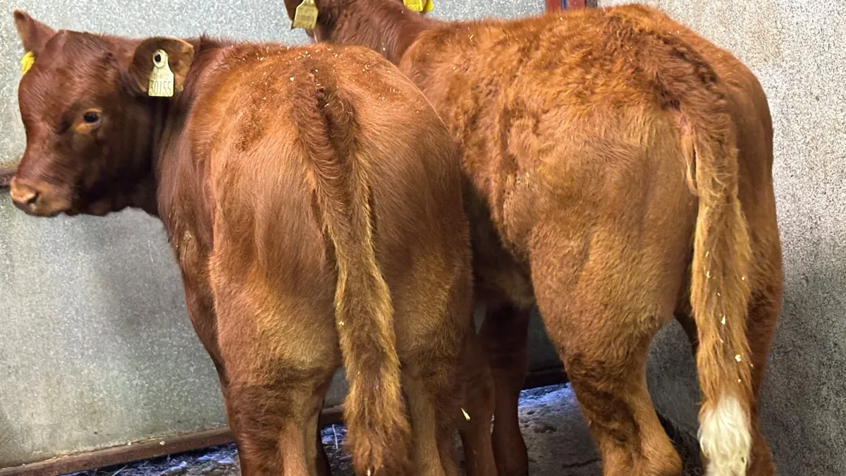 ⭐️ 2 Quality Limousin Heifer Runners ⭐️ - Image 4