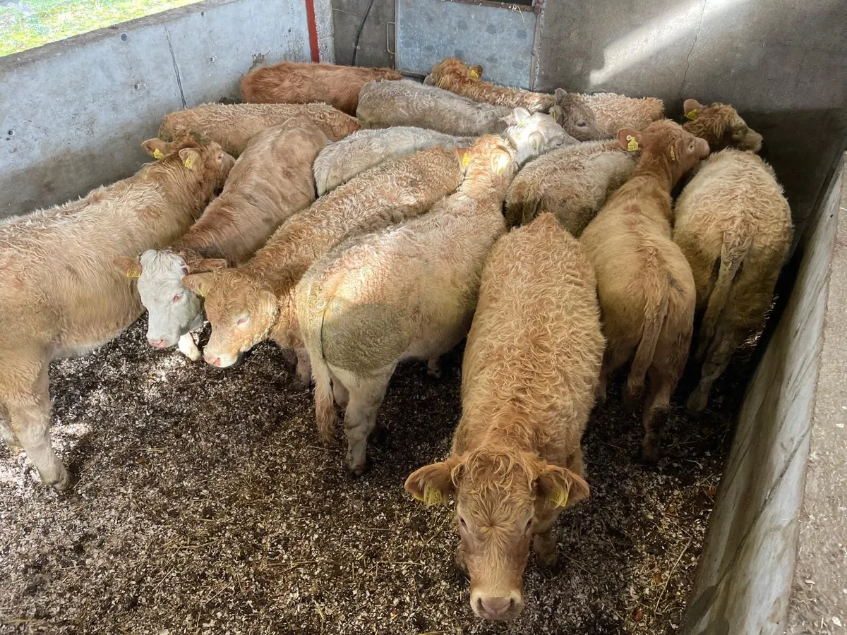 💥Summerhill Livestock💥 - Image 1