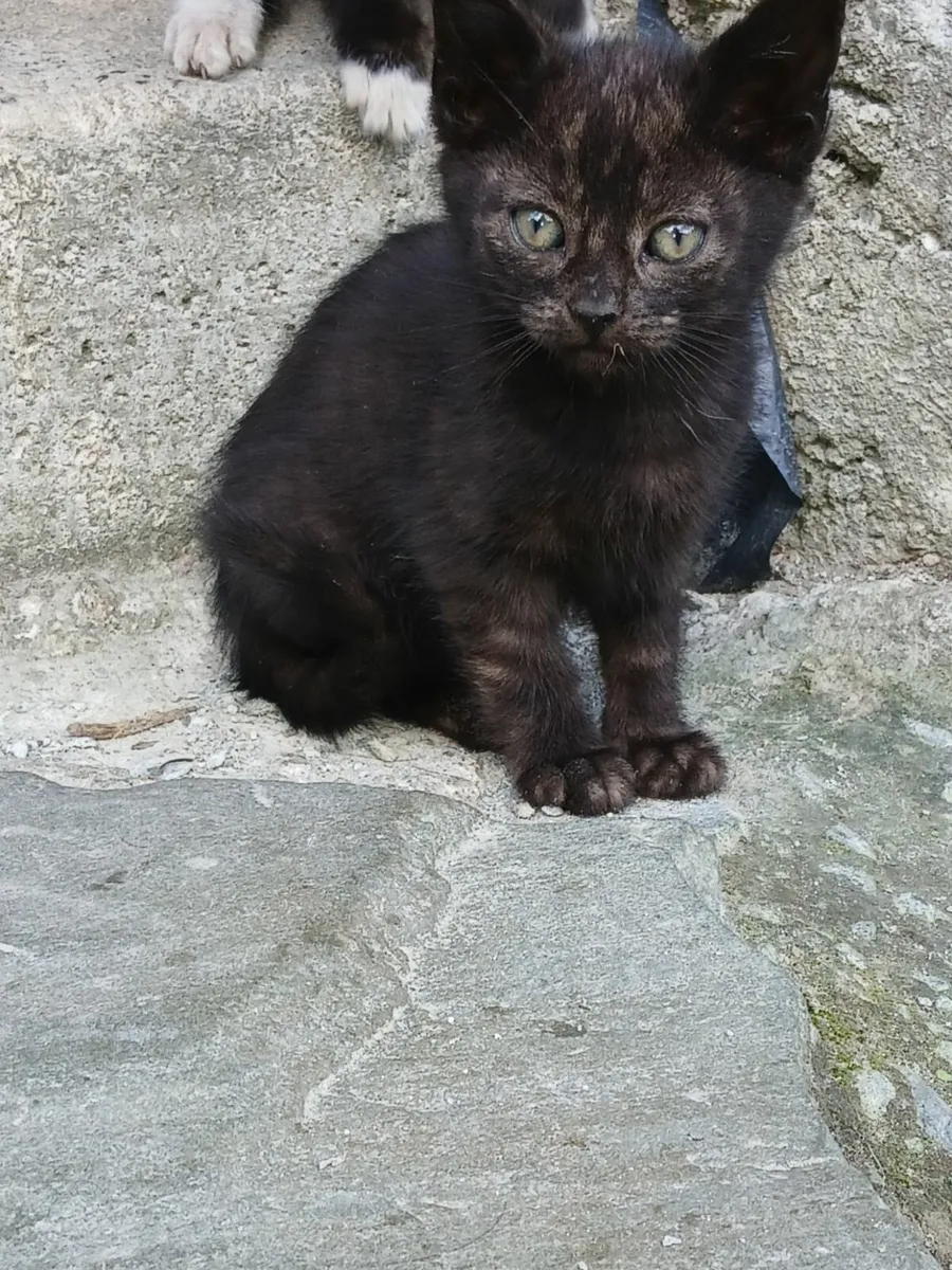 Kittens for rehoming - black male left only - Image 4