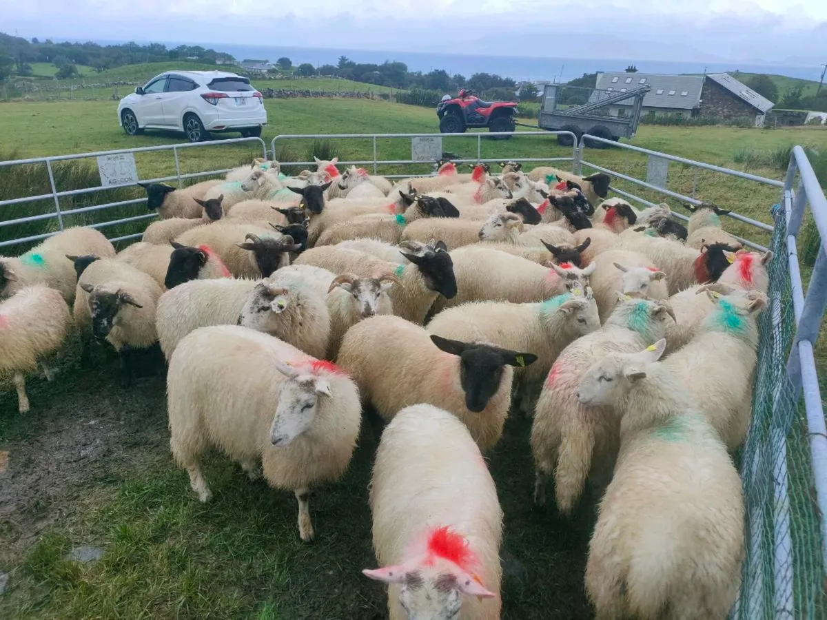 Lambs - Image 1