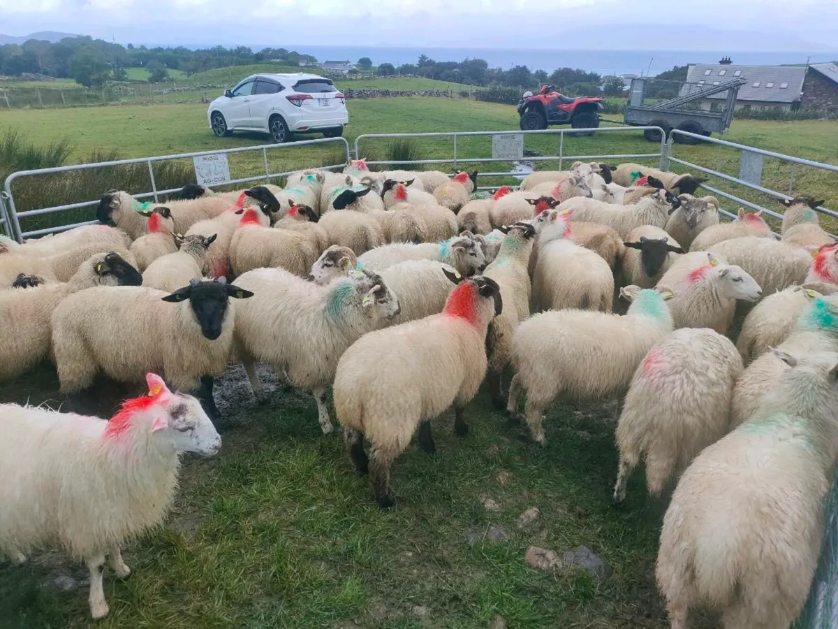 Lambs - Image 2