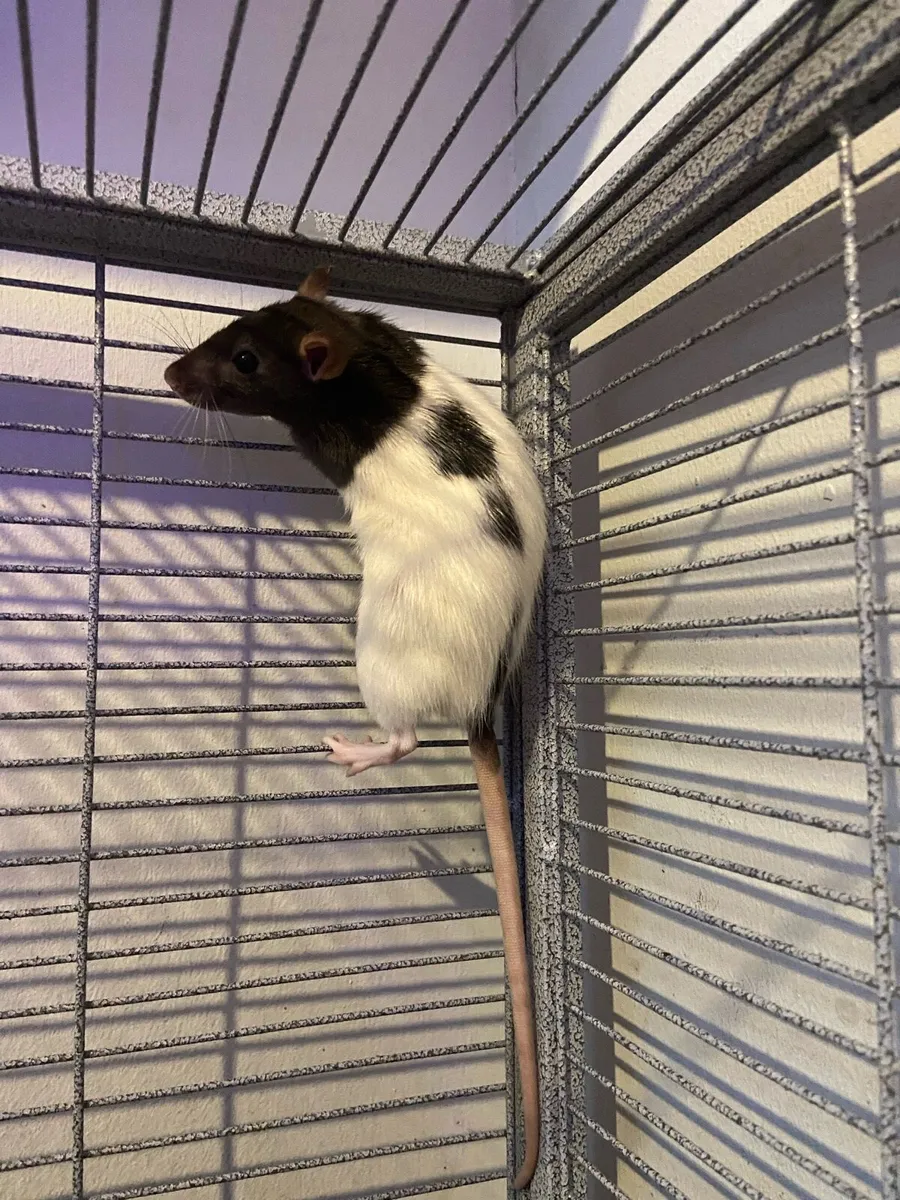 Pet rats - Image 1
