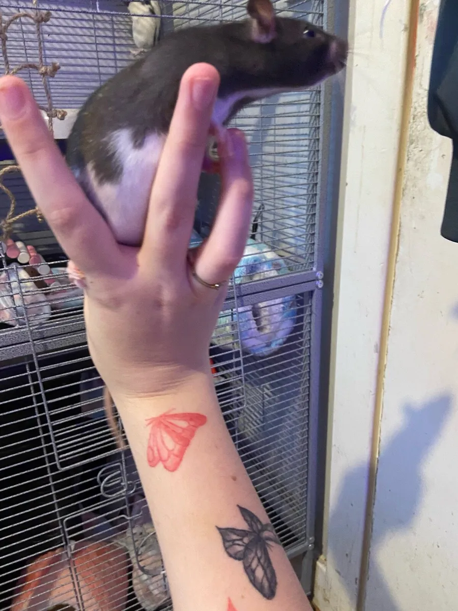 Pet rats - Image 4